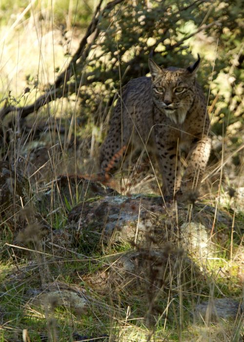 female-iberian-lynx-into-foggy-bobcat-wildcat-lynx-pardinus-lynx