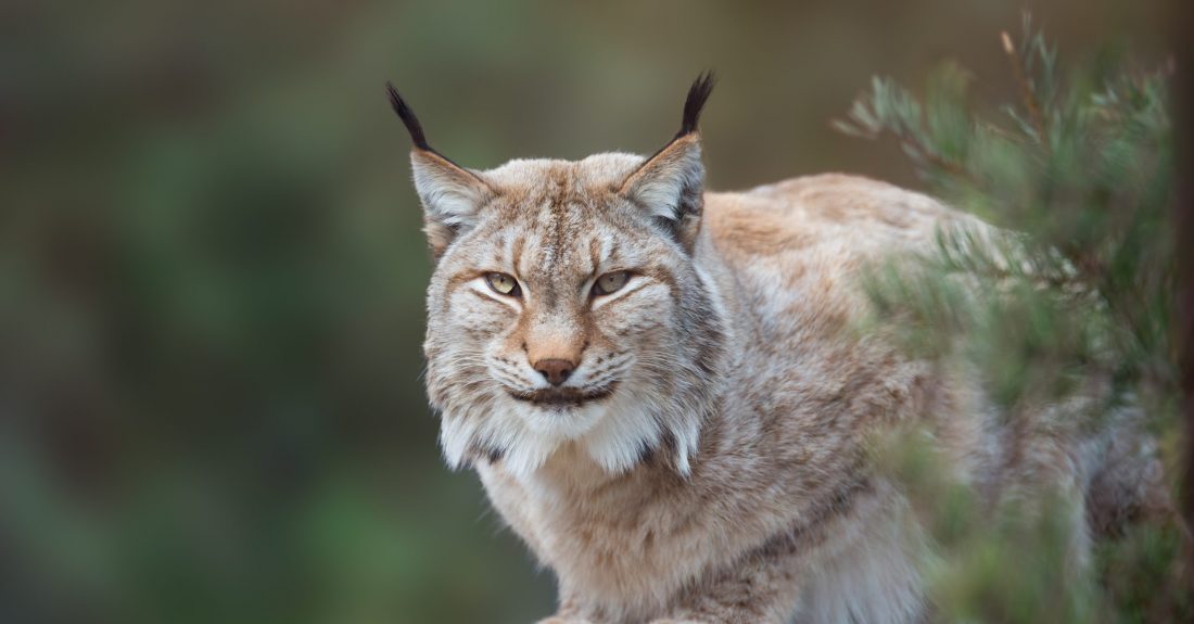 Wild cat Lynx in the nature forest habitat